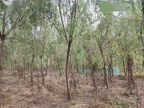 榆树育苗，土壤和施肥，怎么搞的明白？