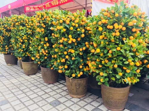 金桔盛季，秋季爆款果香花市