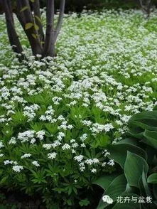 庭院里的花海梦