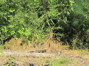 相思树种子播种，提高成活率的秘密大揭秘！