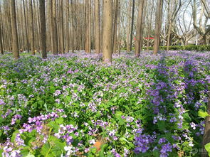 春天的脚步， 花草的盛宴