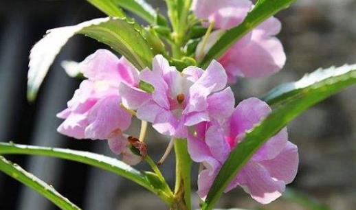 种子凤仙花种植心得