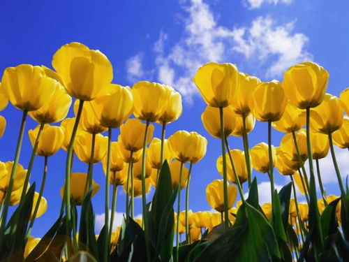 红黄郁金香花，神秘美丽