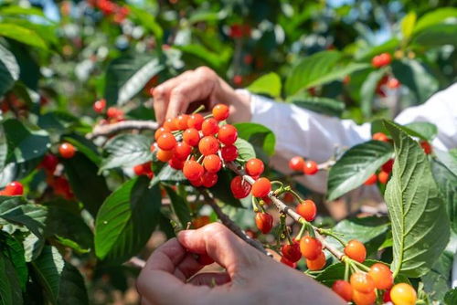 浸水发芽， 简单又方便
