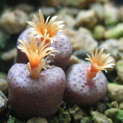 肉锥花，你用哪种盆栽种Zui好kan？