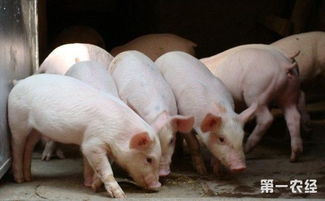 春季养猪，消毒防疫