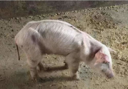 猪吃料少是什么原因导致的？有哪些实战解决方案？