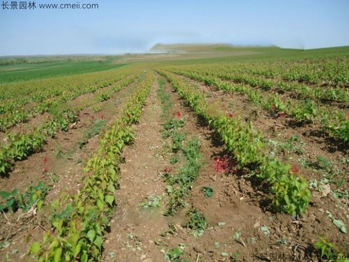 山杏种子冷冻法催芽， 揭秘如何快速提高成活率