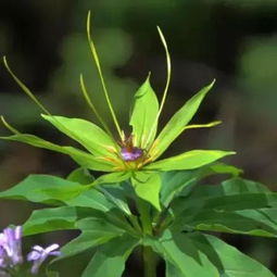 柏树叶和七叶花的奇妙之旅