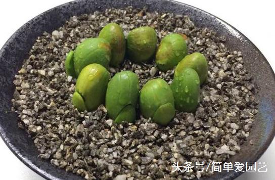 剥籽前的准备工作