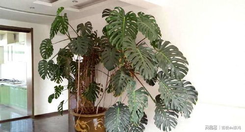 绿植上Zuo个小人，这个小人是指什么人呢？