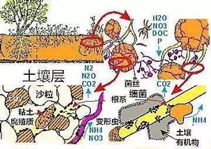 施用基肥的种类和数量
