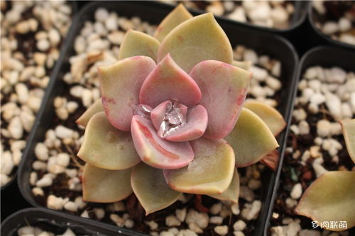 多肉叶子尖干的原因分析