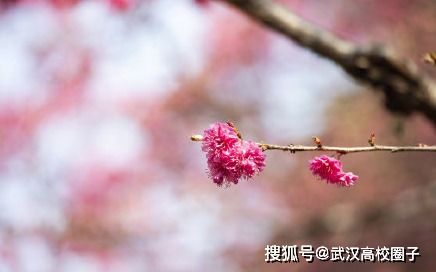 米兰冬天不开花，为何此时无芬芳