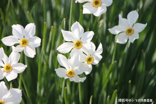 中国水仙花适合送谁？不同场合有讲究