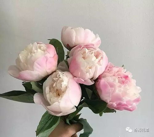 石竹梅，花中隐士