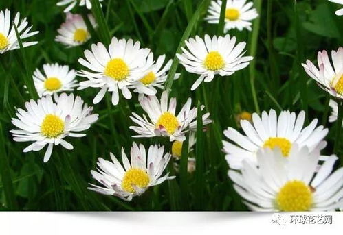 双“三春”菊？这名字有何特别之处