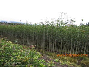 福建茶油种植基地：高效茶苗培育，确保高成活率！
