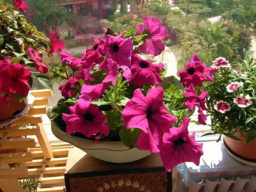 江西的花卉种植攻略