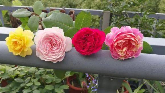 通风， 月季健康成长的关键