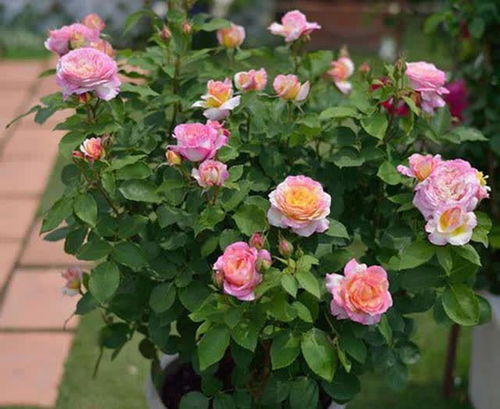 莫奈月季：条纹花瓣， 四季花开