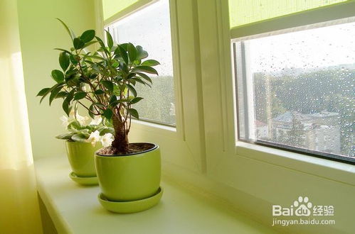 生态策略：生存的智慧