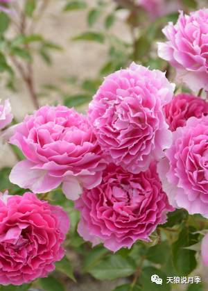 天方夜谭月季：开花机器