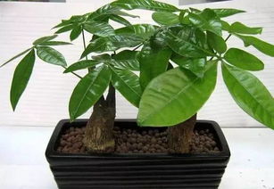 发财树：净化空气的室内佳品