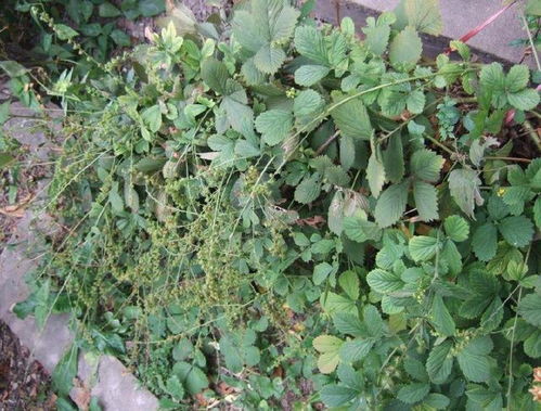 腹泻草形似野草，喜生长于湿润野外