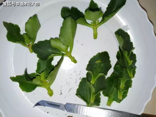 老柱茶花冬天如何扦插？成功率如何提高