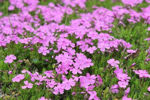 “芝樱花种子在什么时间种植最适宜