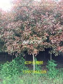 3-5公分红叶石楠树苗：性价比之选