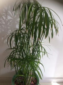 凤尾竹干尖黄叶之谜：揭秘叶子发黄的原因及解决之道