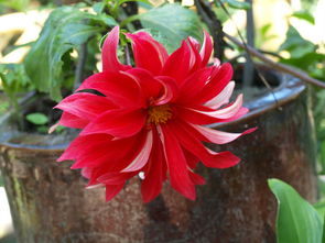 沈阳老周的三招， 花开越冬