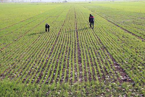 打农药，时间是个学问