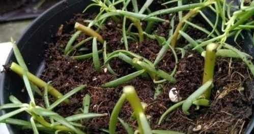 如何正确剪切扦插插穗，避免三大误区，提高成活率？