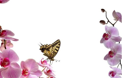 怎么养兰花才能开花？养护方法是否得当