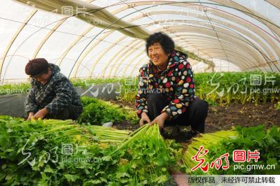 国庆时节，种菜新计划