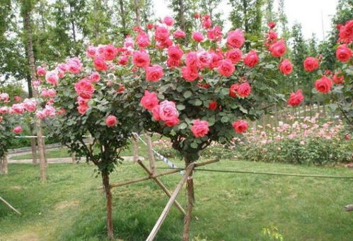 赏花季来临， 市民纷纷走出家门