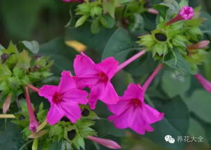 七月份的植物明星——紫茉莉、 百日草、太阳花