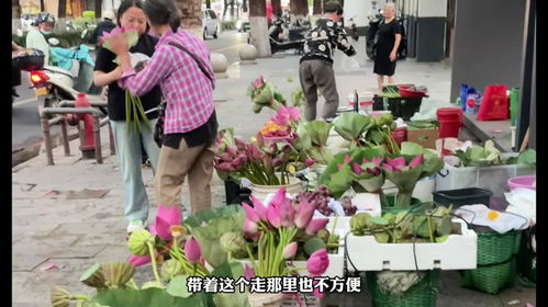 寻找荷花根的起点——苏州白塔西路荷花市场