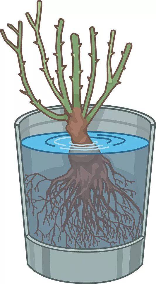 月季裸根苗收到后如何种植？选择裸根苗月季的原因是什么？