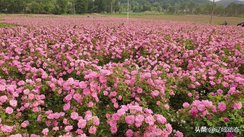 6. 夏洛特夫人月季——杏橙渐变， 果香四溢