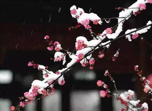寒冬中，梅花傲雪绽放