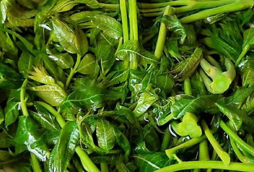 香椿树耐旱？种植必备！