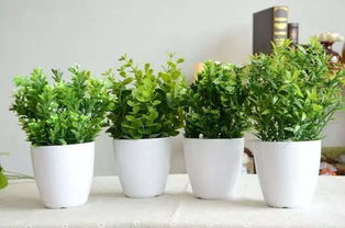 开花植物的力量