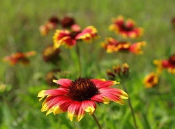 为什么我种的花总是不发芽？