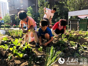 多肉植物如何正确浇水施肥，避免病虫害