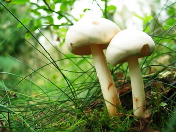 多菌灵泡多肉，什么比例和方法最有效，能确保多肉健康生长？