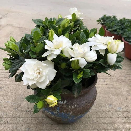 花缺水晒干，如何挽救